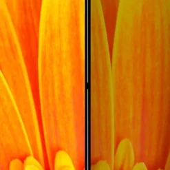 Sichtschutz Viraneos*Pharao24 Discount